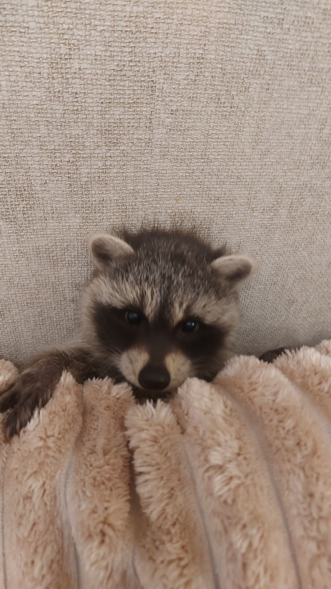 Еноты оптом и розницу