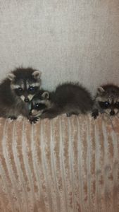 Еноты оптом и розницу