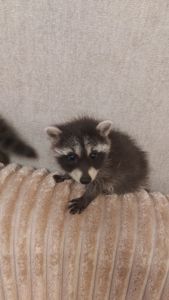 Еноты оптом и розницу