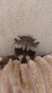 Еноты оптом и розницу