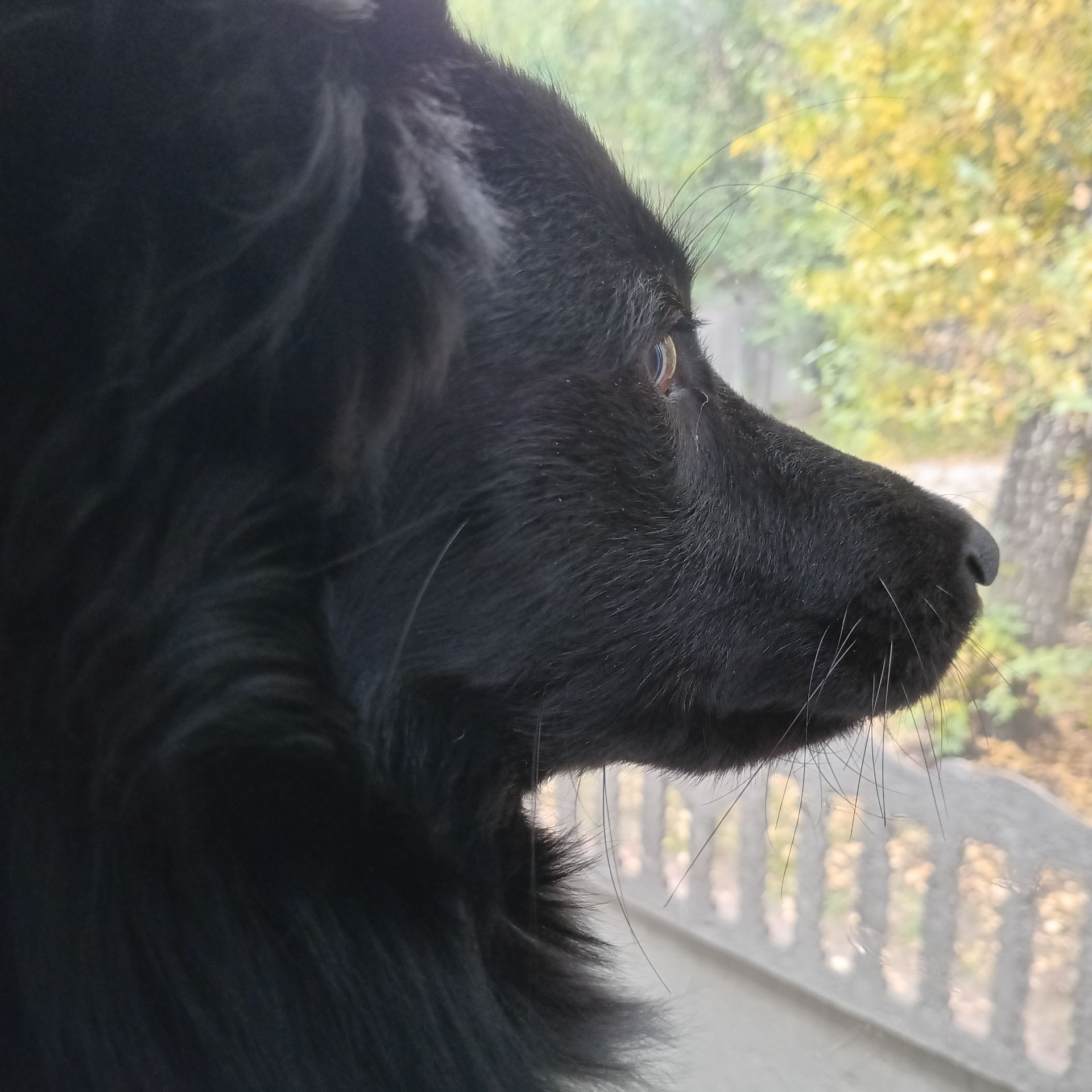 Песик Барні з прифронтового Ізюма