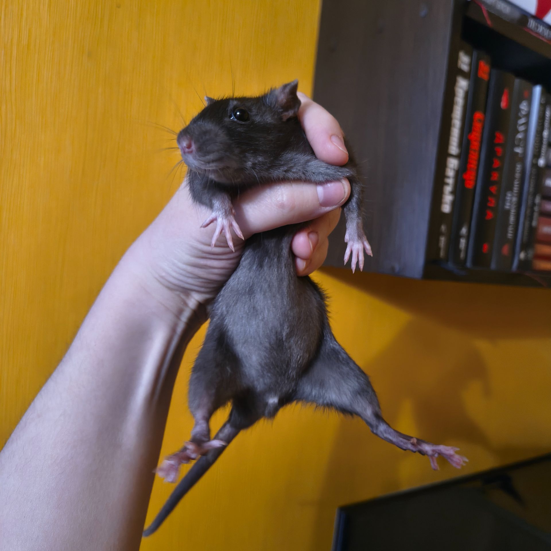 Чорна дівчинка, щурик 5 місяців, пацюк