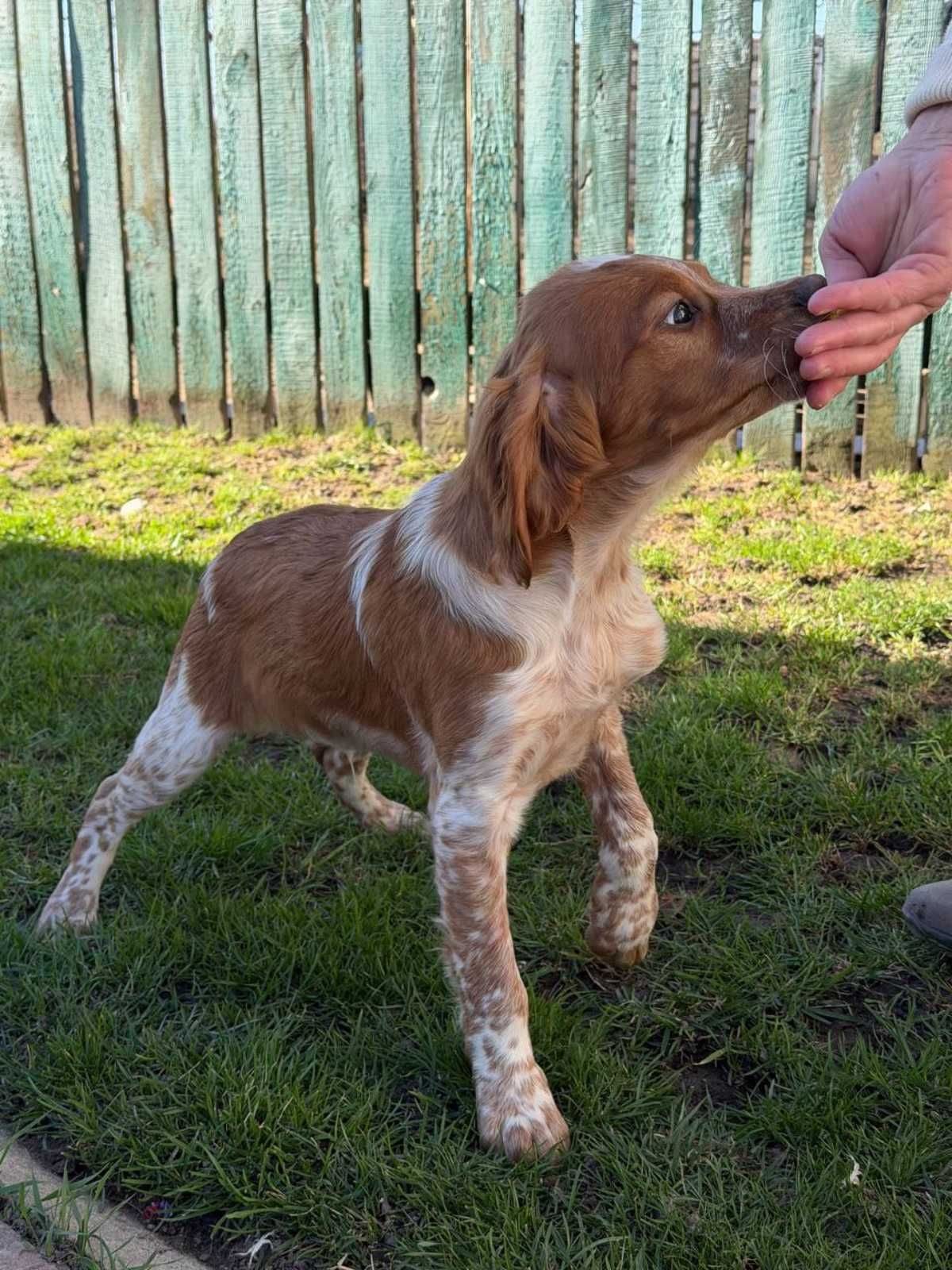 Епаньоль Бретон (Цуценята)ВУЛКАН