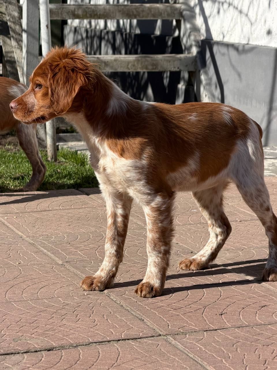 Епаньоль Бретон (Цуценята)ВУЛКАН