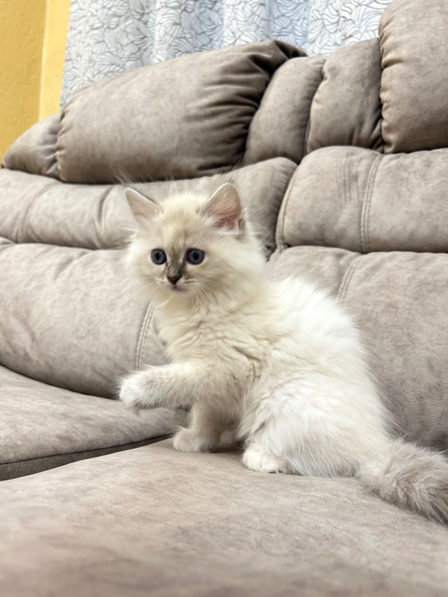 Котеня Невська маскарадна кішка