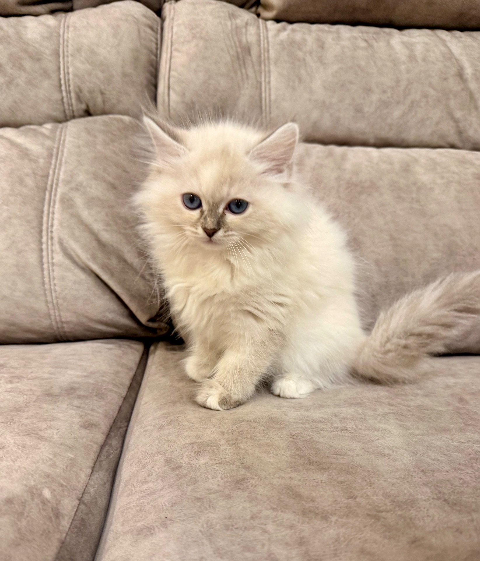 Котеня Невська маскарадна кішка