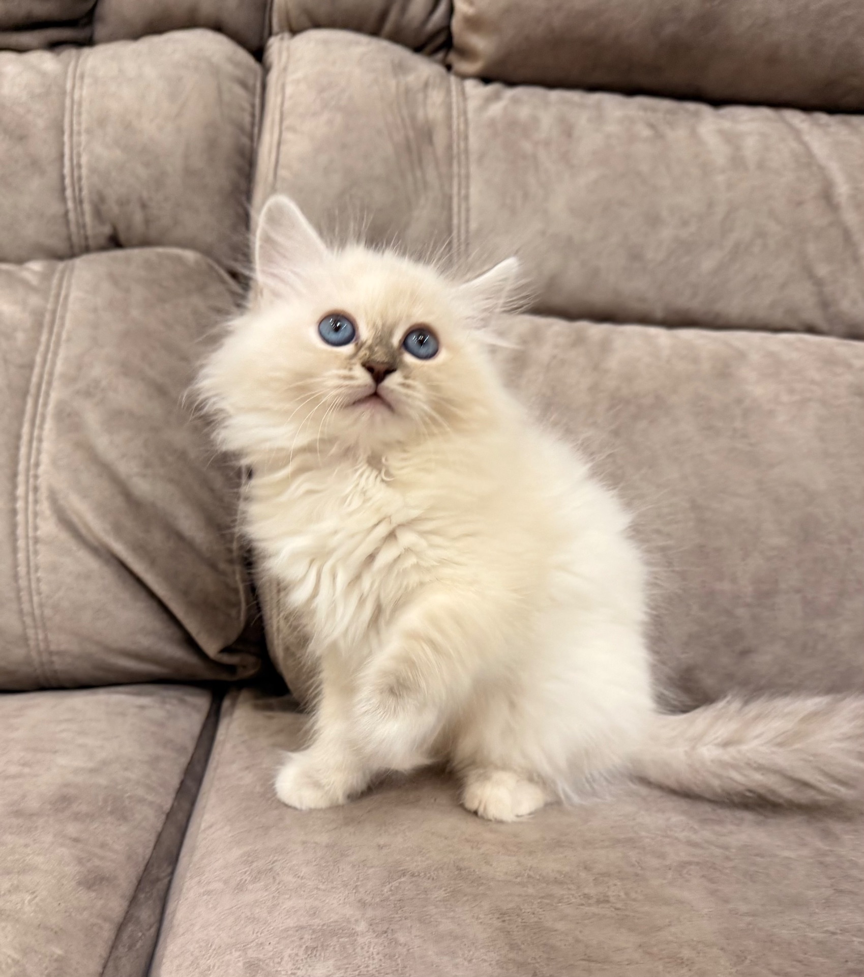 Котеня Невська маскарадна кішка