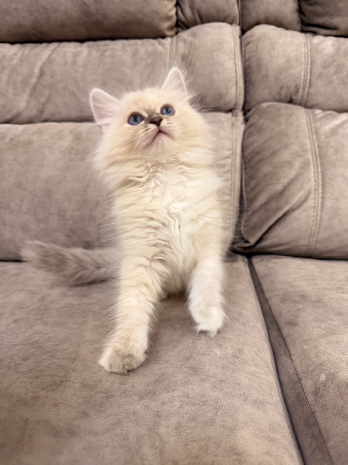 Котеня Невська маскарадна кішка