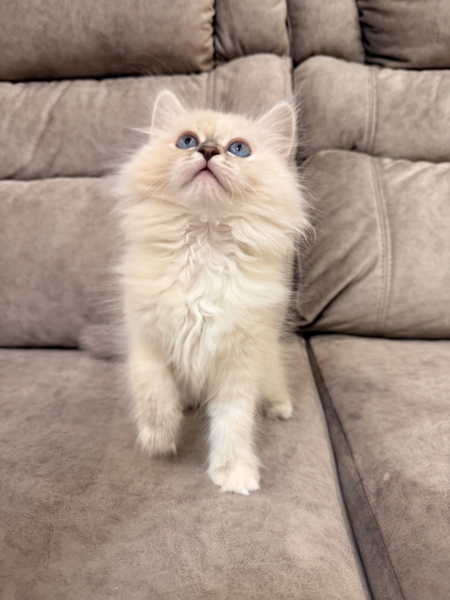 Котеня Невська маскарадна кішка