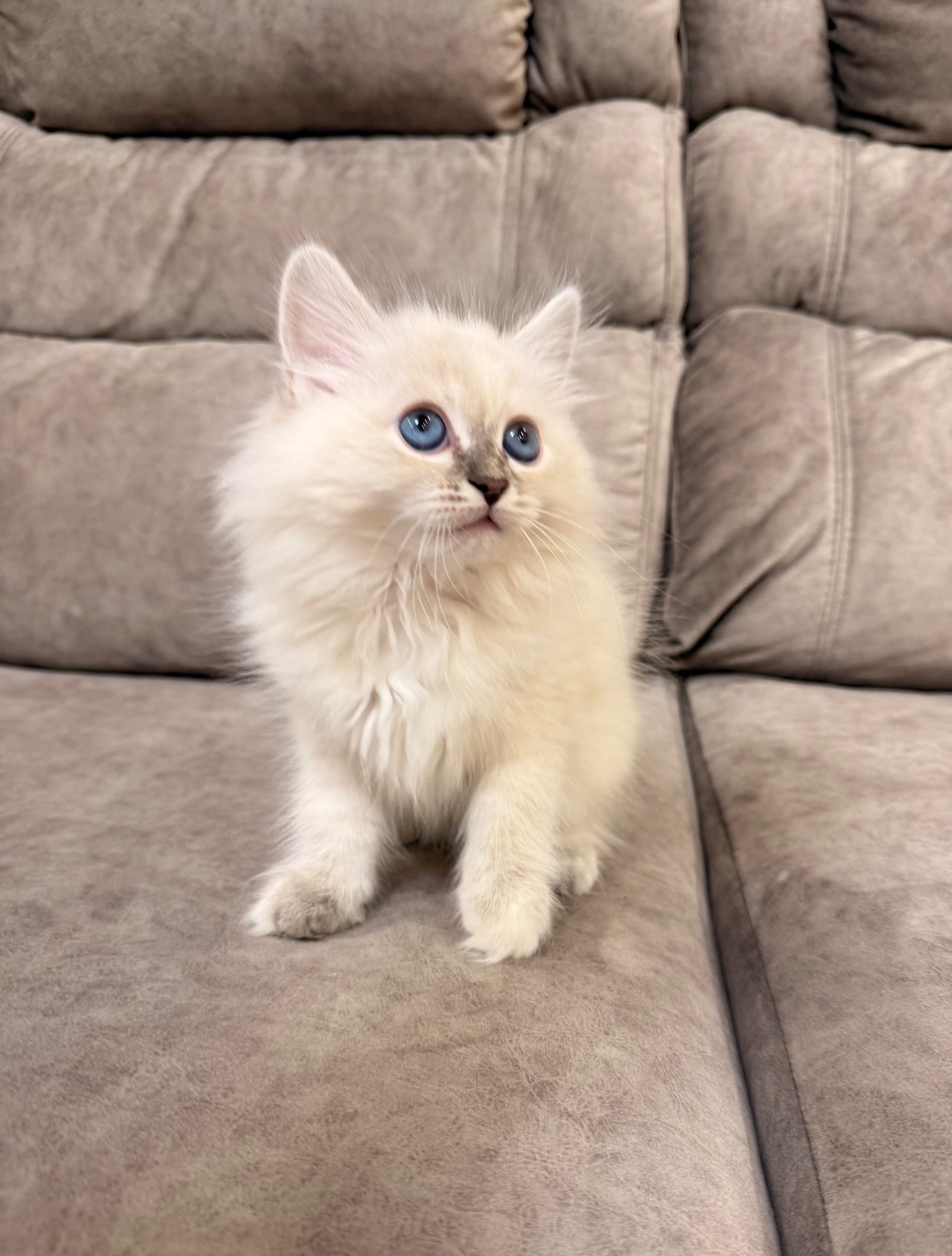 Котеня Невська маскарадна кішка