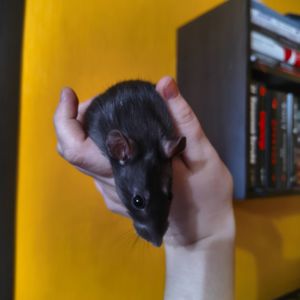 Чорна дівчинка, щурик 5 місяців, пацюк