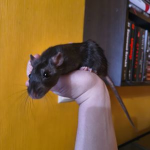 Чорна дівчинка, щурик 5 місяців, пацюк