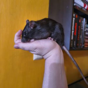 Чорна дівчинка, щурик 5 місяців, пацюк