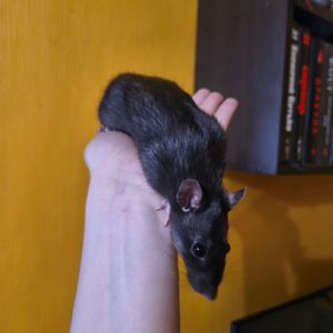 Чорна дівчинка, щурик 5 місяців, пацюк