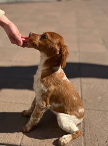 Цуценята Епаньоль Бретон