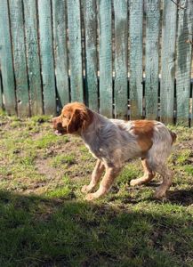 Епаньоль Бретон (Цуценята)ВУЛКАН