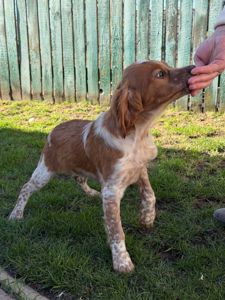 Цуценята Епаньоль Бретон