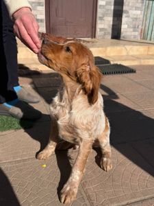 Цуценята Епаньоль Бретон