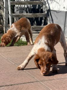 Цуценята Епаньоль Бретон