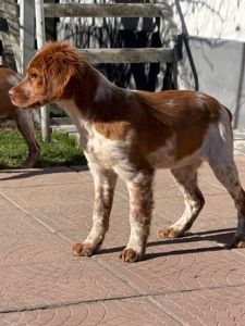 Епаньоль Бретон (Цуценята)ВУЛКАН