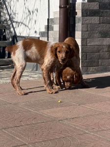 Епаньоль Бретон (Цуценята)ВУЛКАН