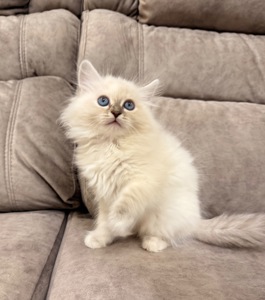 Котеня Невська маскарадна кішка