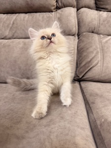 Котеня Невська маскарадна кішка