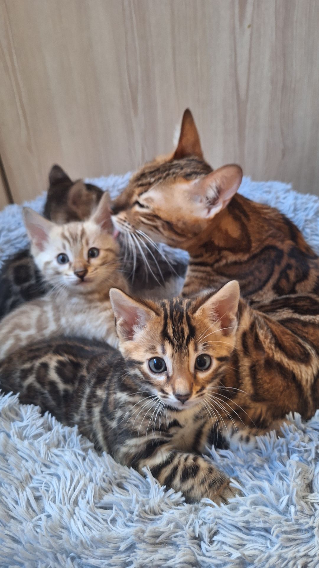 Кошеня бенгал