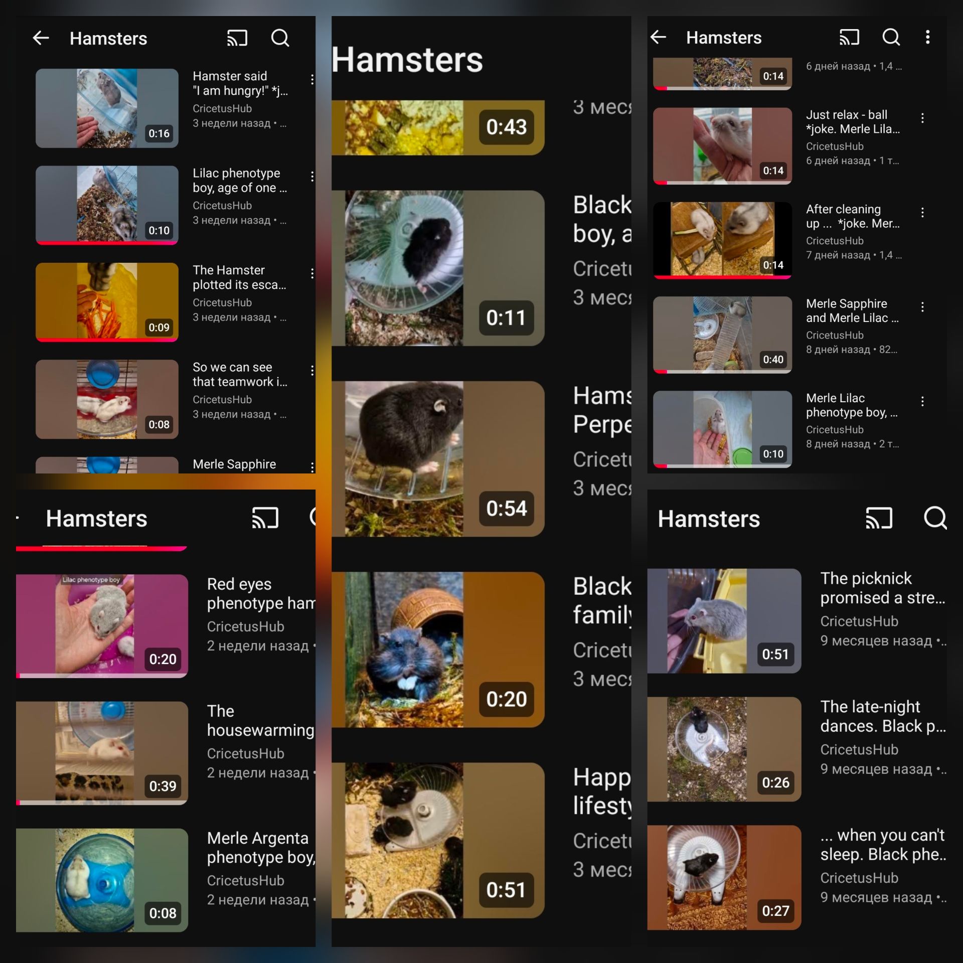 Обирай Розкішного Хома по відео