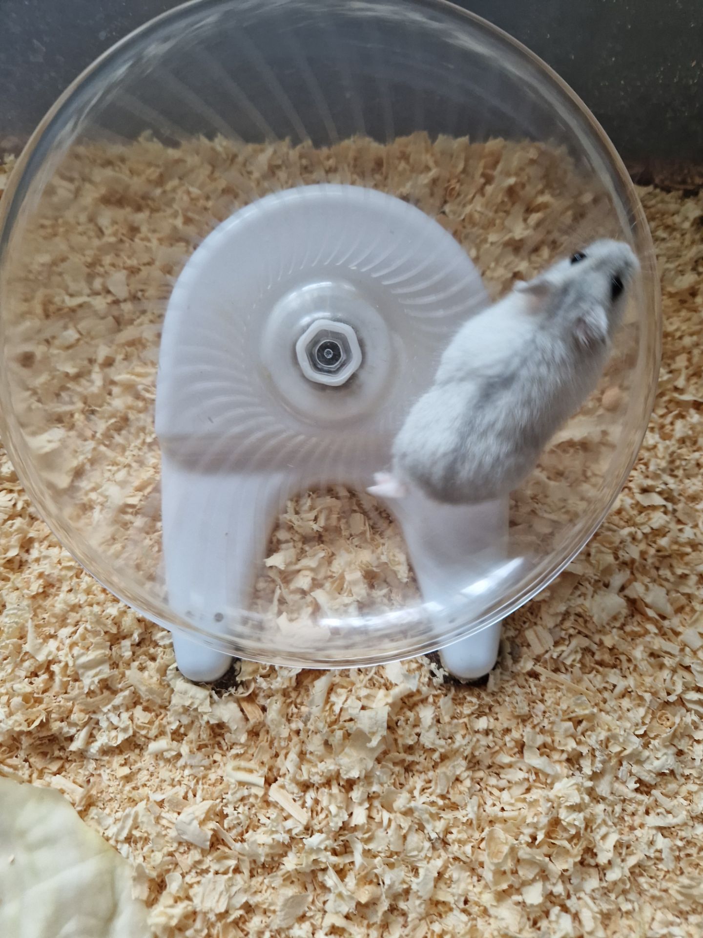 Обирай Розкішного Хома по відео