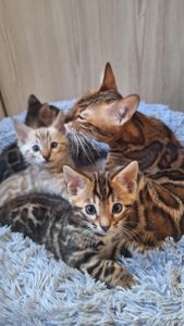 Кошеня бенгал