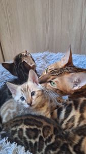 Кошеня бенгал