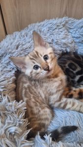 Кошеня бенгал