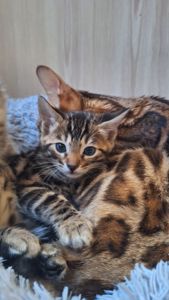 Кошеня бенгал