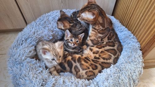 Кошеня бенгал