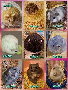 Обирай Розкішного Хома по відео