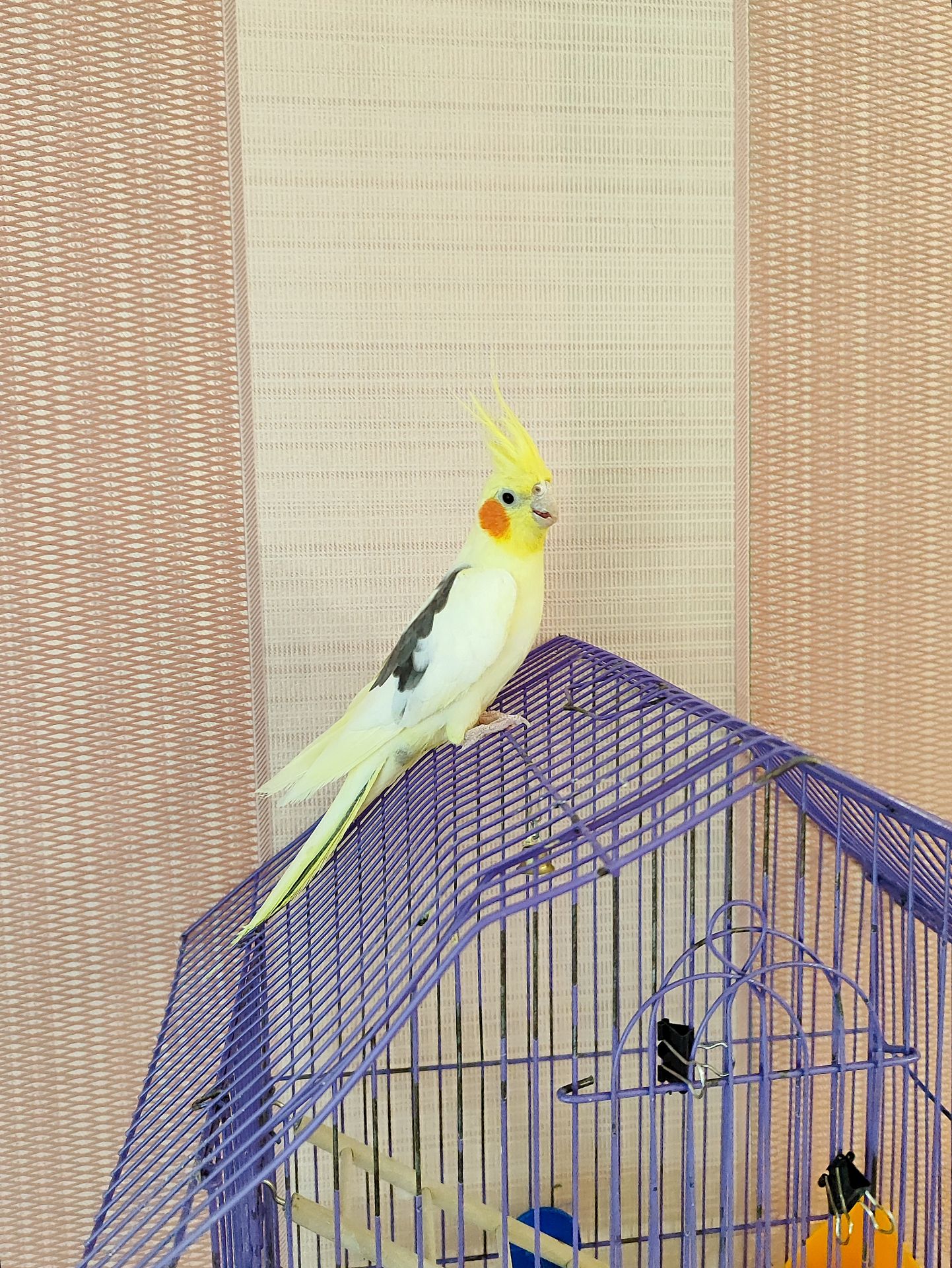 Корела хлопчик