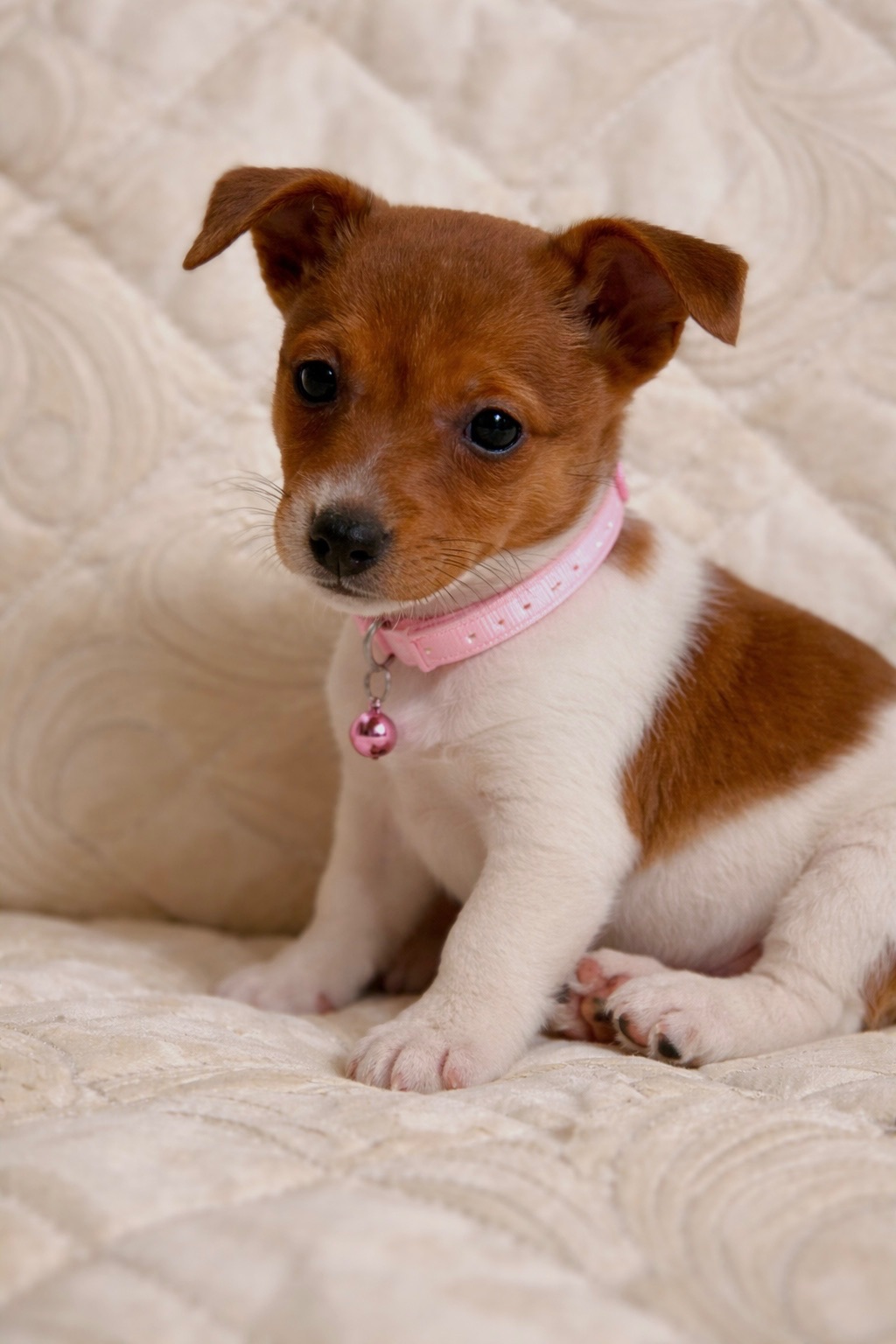 Дівчинка Джек-рассел-тер’єр від клубних виставочних батьків