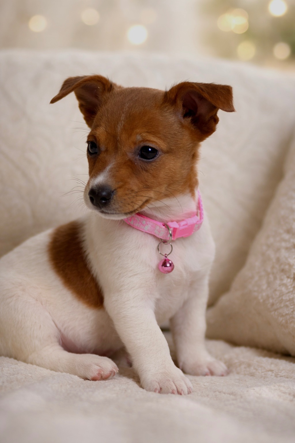 Дівчинка Джек-рассел-тер’єр від клубних виставочних батьків