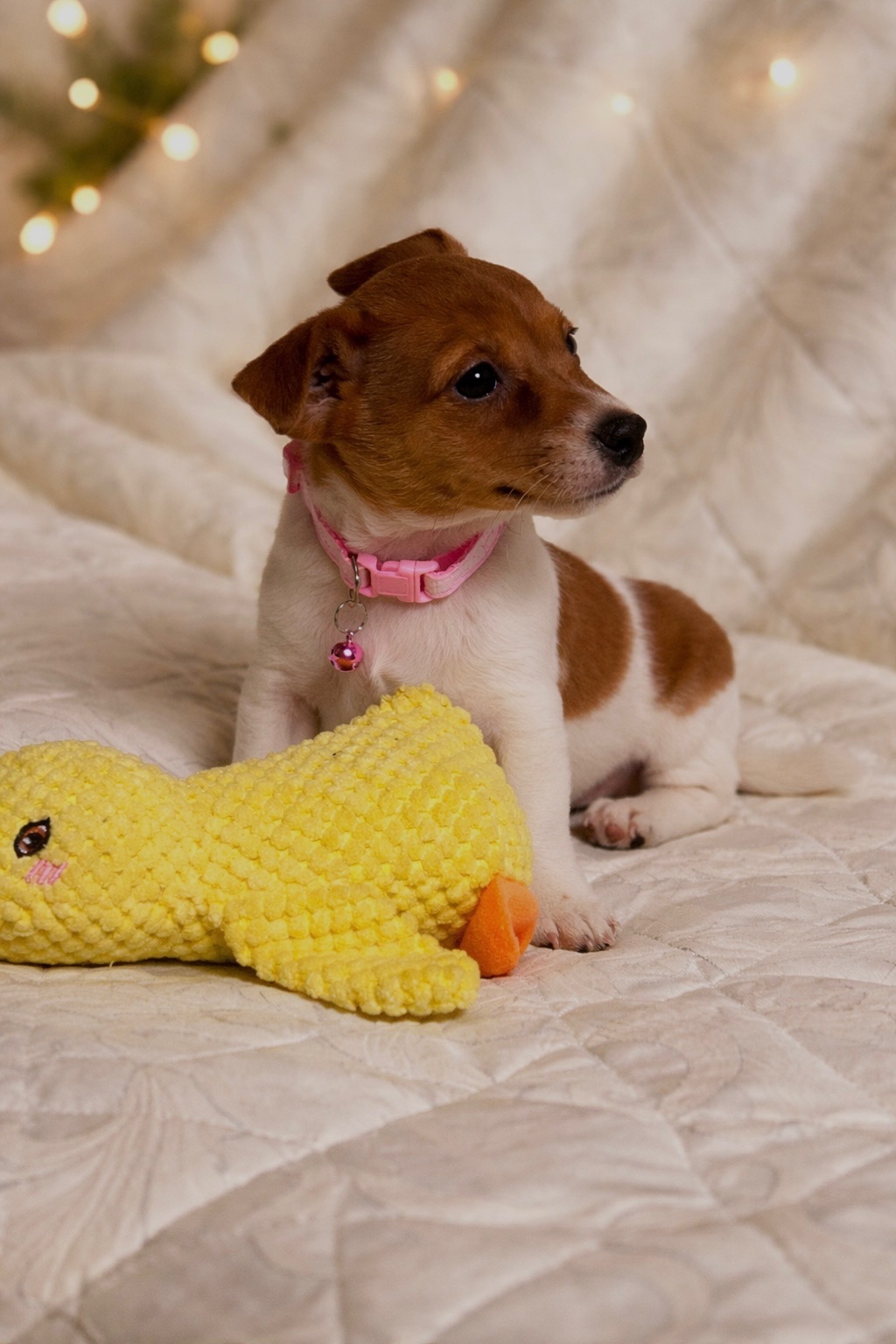 Дівчинка Джек-рассел-тер’єр від клубних виставочних батьків