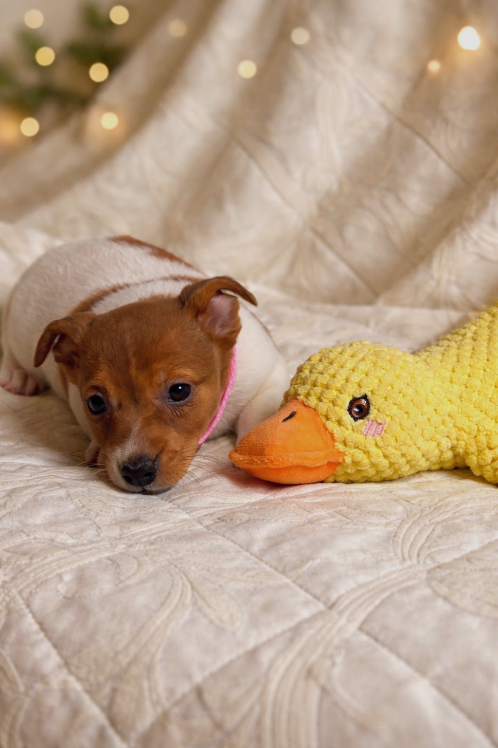 Дівчинка Джек-рассел-тер’єр від клубних виставочних батьків