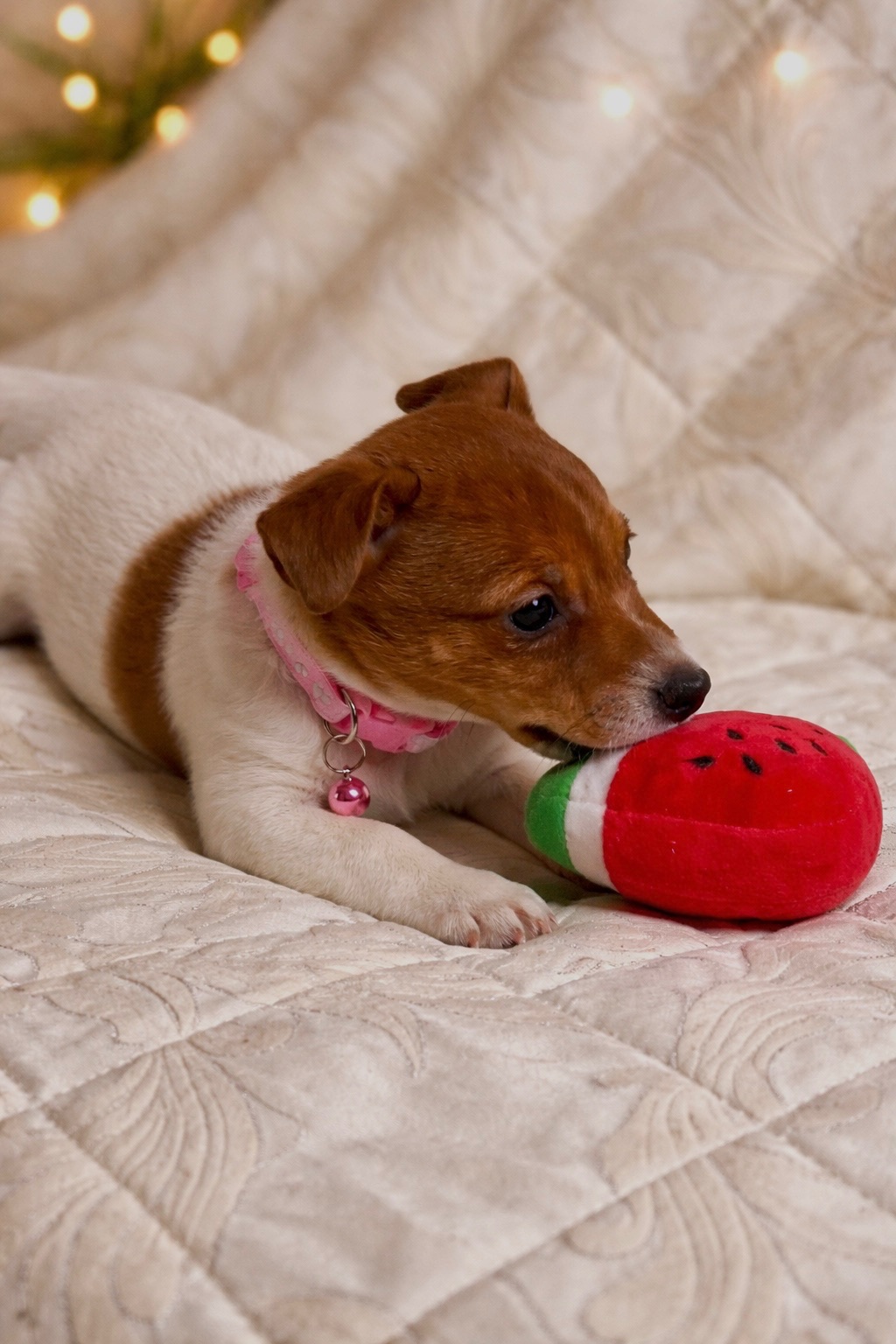 Дівчинка Джек-рассел-тер’єр від клубних виставочних батьків