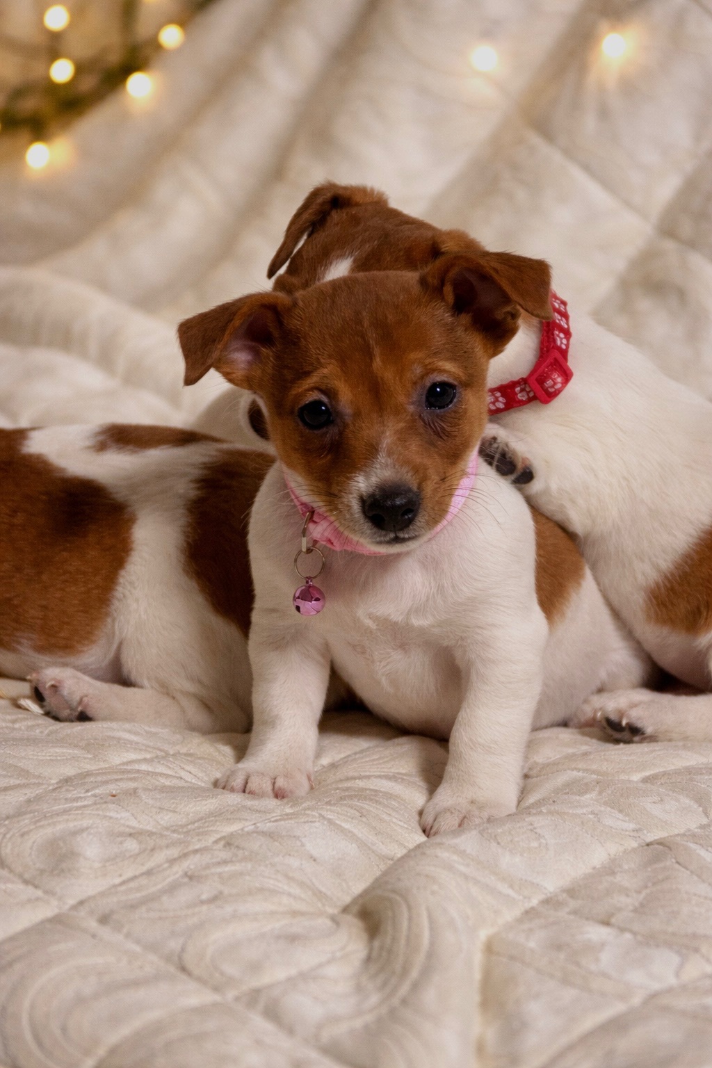 Дівчинка Джек-рассел-тер’єр від клубних виставочних батьків