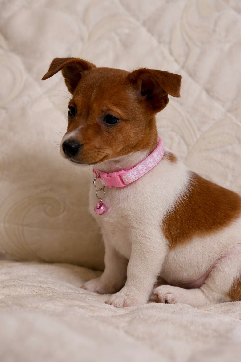 Дівчинка Джек-рассел-тер’єр від клубних виставочних батьків