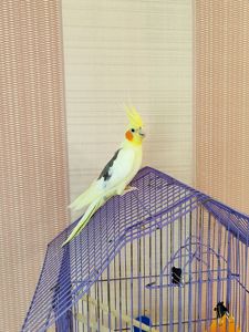 Корела хлопчик