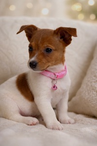 Дівчинка Джек-рассел-тер’єр від клубних виставочних батьків