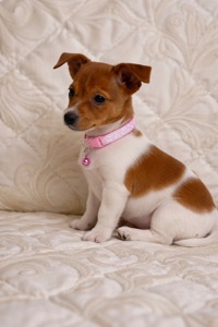 Дівчинка Джек-рассел-тер’єр від клубних виставочних батьків