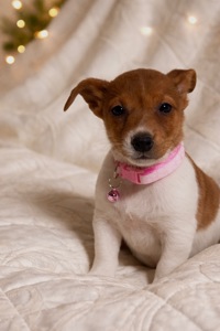 Дівчинка Джек-рассел-тер’єр від клубних виставочних батьків