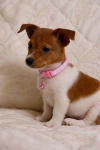 Дівчинка Джек-рассел-тер’єр від клубних виставочних батьків