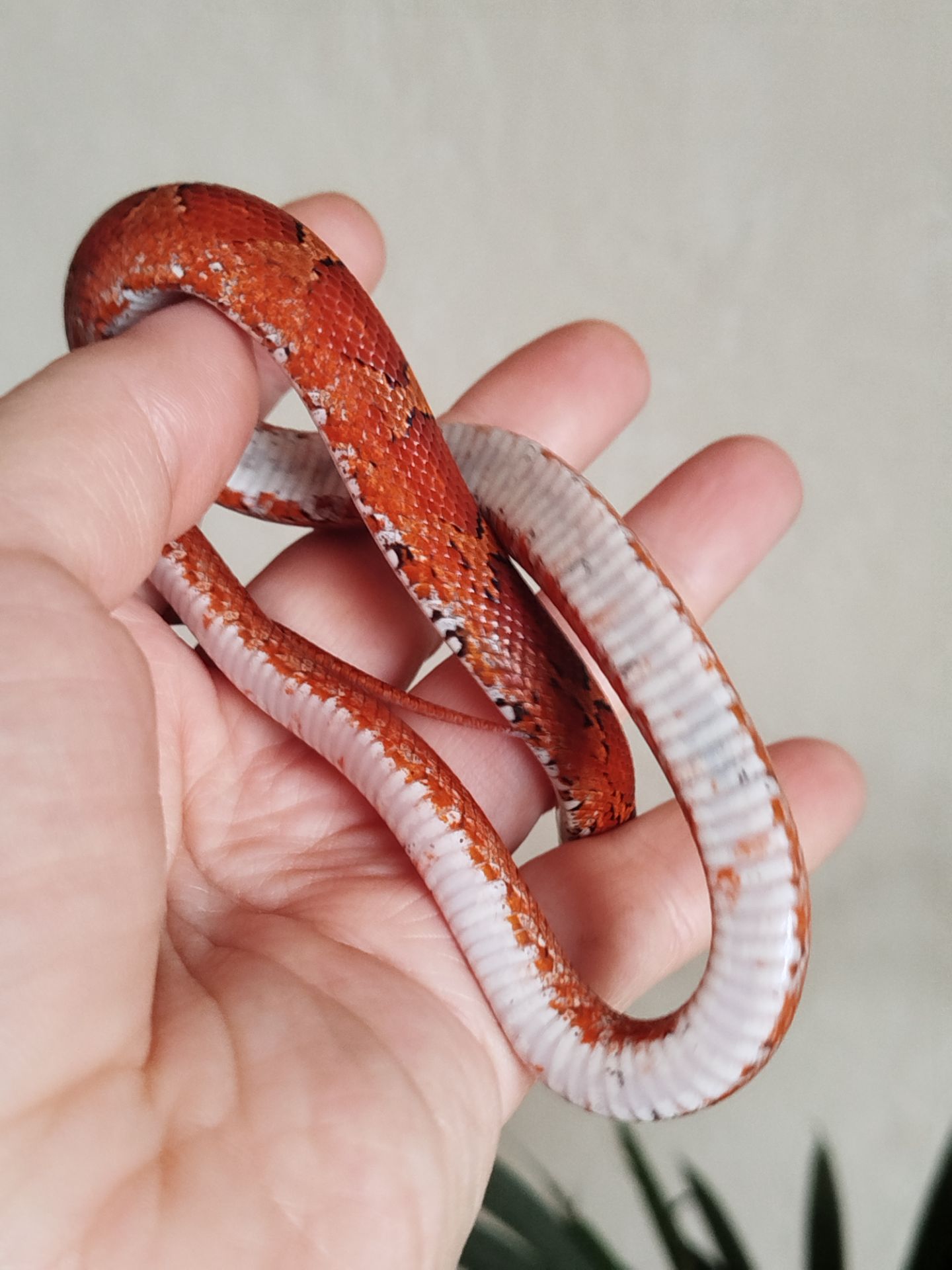 Маисовый полоз